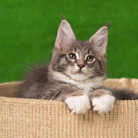 Maine Coon kitten on the scratching-stone over green grass backgroundの写真素材
