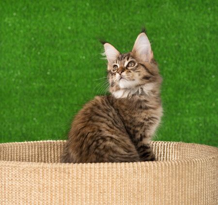 Maine Coon kitten on the scratching-stone over green grass backgroundの写真素材
