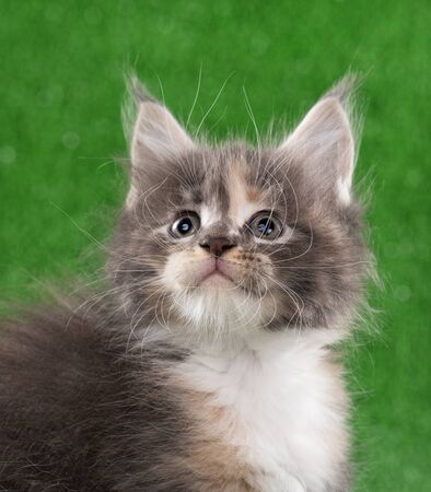 Portrait of Maine Coon kitten over green grass backgroundの写真素材
