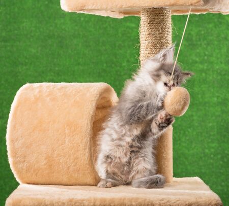 Maine Coon kitten on the scratching-stone over green grass backgroundの写真素材