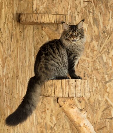 Cute Maine Coon kitten on the stump in the open-air cageの写真素材