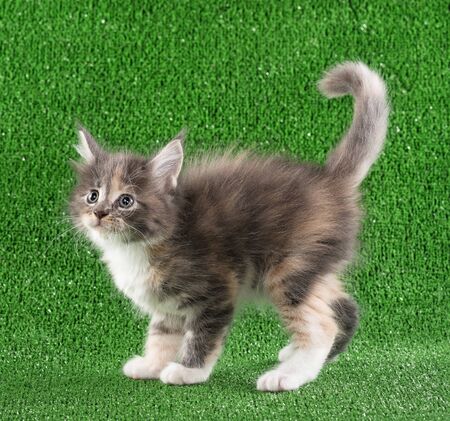 Serious Maine Coon kitten posing over green grass backgroundの写真素材