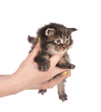 Fluffy Maine Coon kitten on the female hand isolated over white backgroundの写真素材