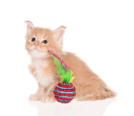 Fluffy Maine Coon kitten isolated over white backgroundの写真素材