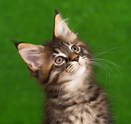 Portrait of Maine Coon kitten over green grass backgroundの写真素材