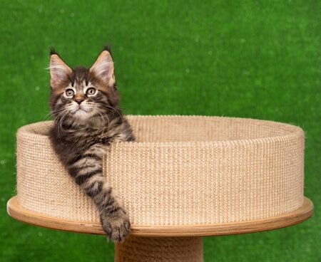 Maine Coon kitten on the scratching-stone over green grass backgroundの写真素材