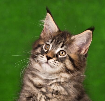 Portrait of Maine Coon kitten over green grass backgroundの写真素材