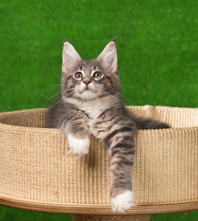 Maine Coon kitten on the scratching-stone over green grass backgroundの写真素材