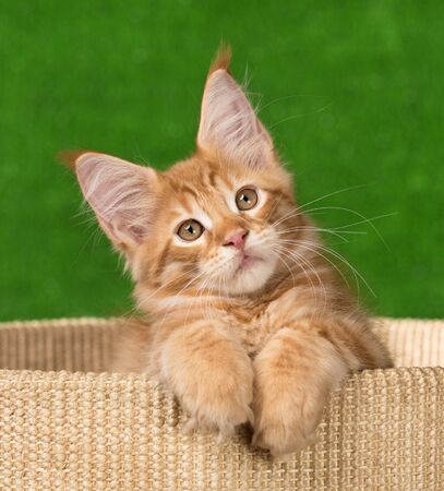 Maine Coon kitten on the scratching-stone over green grass backgroundの写真素材