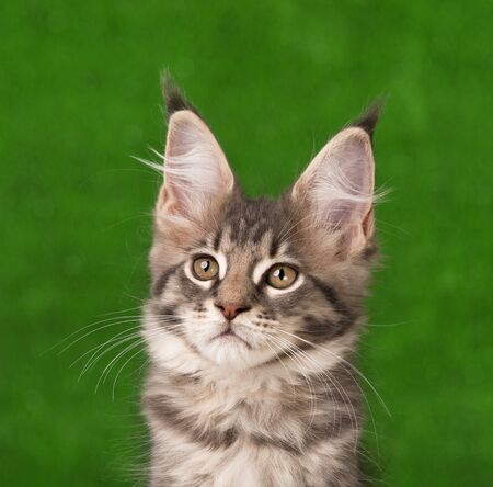 Portrait of Maine Coon kitten over green grass backgroundの写真素材