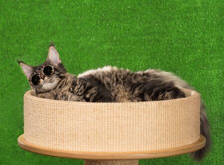 Maine Coon kitten on the scratching-stone over green grass backgroundの写真素材