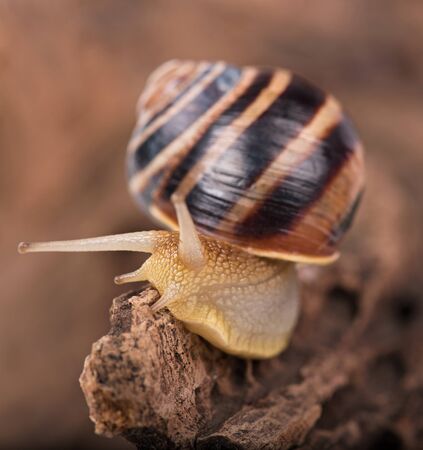 Bright cute snail over the old stub background close-upの写真素材