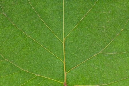 Texture of bright green leaf close-up backgroundの写真素材