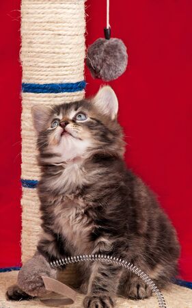 Curious siberian kitten on the scratching post over red backgroundの写真素材