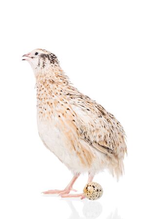 Cute adult quail isolated over white background cutoutの写真素材