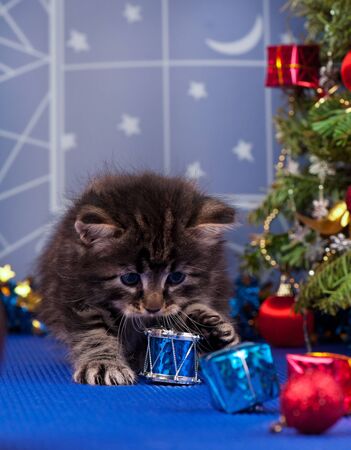 Cute fluffy kitten near Christmas spruce with gifts and toysの写真素材