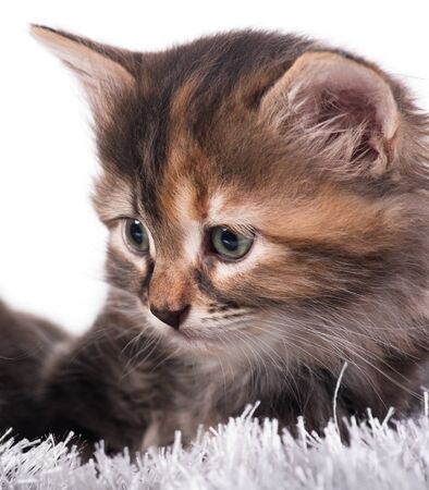 Upset cute kitten in a warm knitted sweater isolated over white backgroundの写真素材