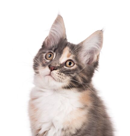 Fluffy Maine Coon kitten isolated over white backgroundの写真素材