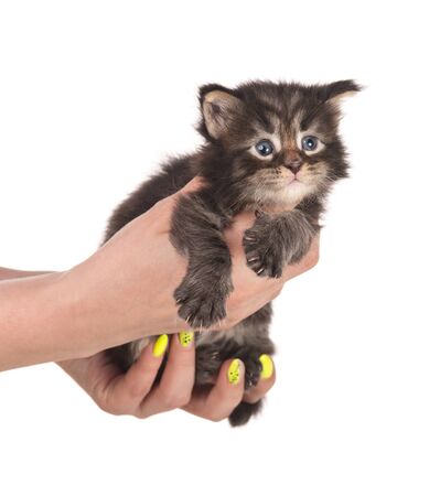 Fluffy Maine Coon kitten on the female hand isolated over white backgroundの写真素材