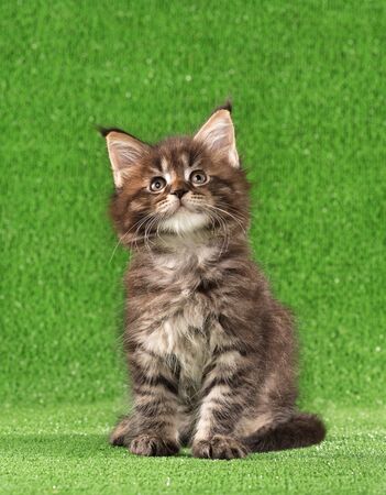 Serious Maine Coon kitten posing over green grass backgroundの写真素材