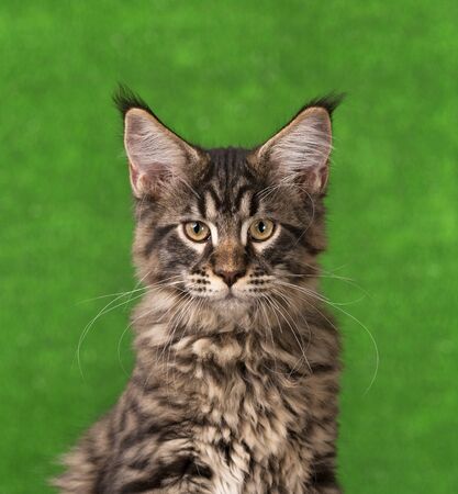 Portrait of Maine Coon kitten over green grass backgroundの写真素材