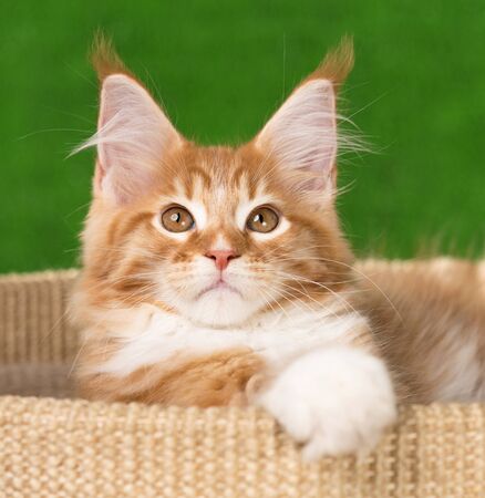 Maine Coon kitten on the scratching-stone over green grass backgroundの写真素材