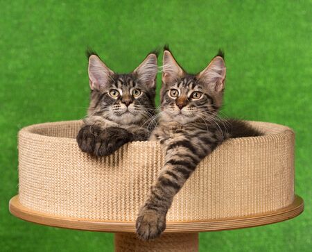 Maine Coon kittens on the scratching-stone over green backgroundの写真素材