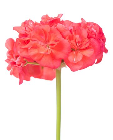 The red bloom from a geranium isolated on white backgroundの写真素材