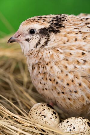 Cute young quail in the straw nest over green grass backgroundの写真素材