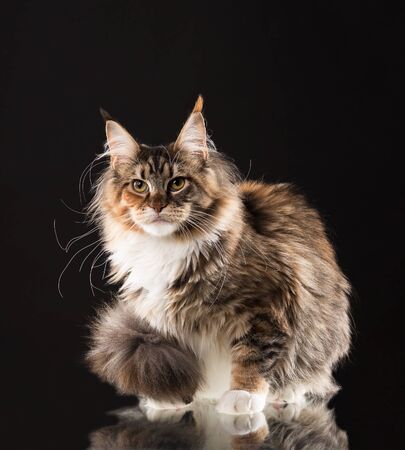 Fluffy Maine Coon kitten over black backgroundの写真素材
