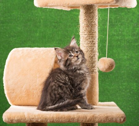 Maine Coon kitten on the scratching-stone over green grass backgroundの写真素材