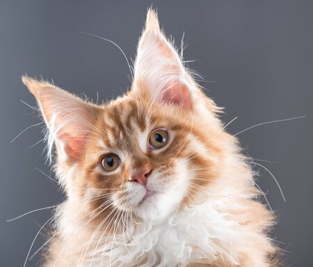 Fluffy Maine Coon kitten over grey backgroundの写真素材