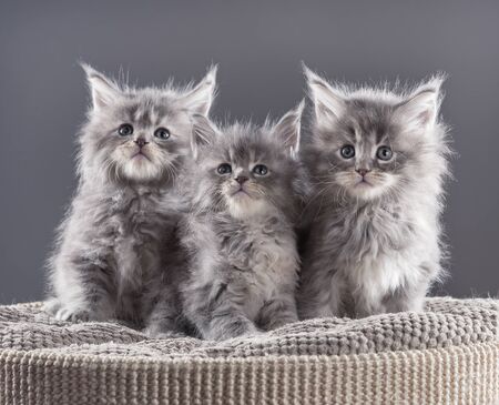 Fluffy Maine Coon kittens on the couch over black backgroundの写真素材