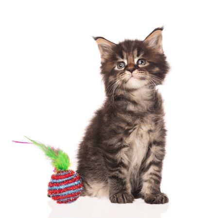 Fluffy Maine Coon kitten isolated over white backgroundの写真素材