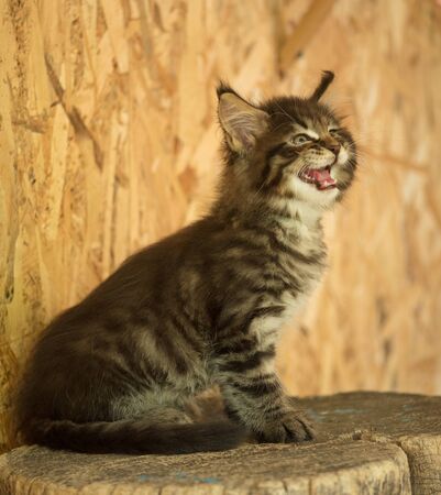 Cute Maine Coon kitten on the stump in the open-air cageの写真素材