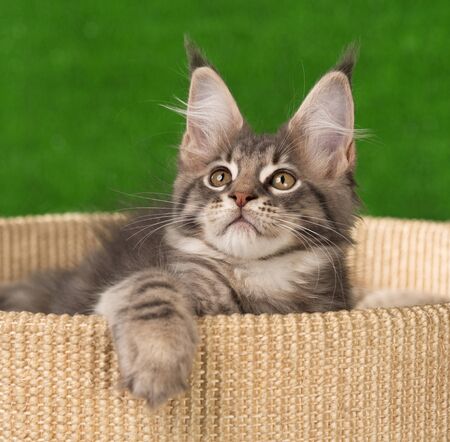 Maine Coon kitten on the scratching-stone over green grass backgroundの写真素材