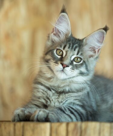 Cute Maine Coon kitten on the stump in the open-air cageの写真素材