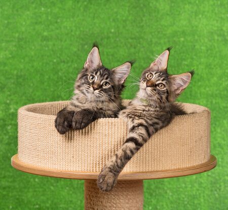 Maine Coon kittens on the scratching-stone over green backgroundの写真素材