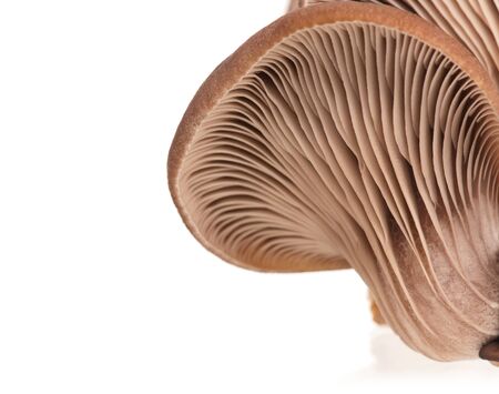 Oyster mushrooms with lamellar fungus texture isolated on white backgroundの写真素材