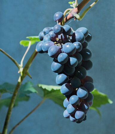 Fresh ripe grape with green leaves over wall backgroundの写真素材