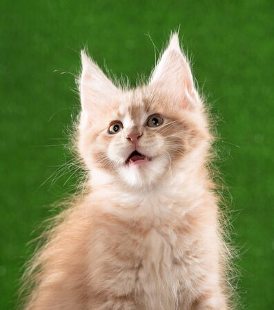 Portrait of Maine Coon kitten over green grass backgroundの写真素材