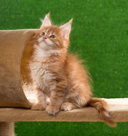 Maine Coon kitten on the scratching-stone over green grass backgroundの写真素材