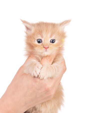 Fluffy Maine Coon kitten on the female hand isolated over white backgroundの写真素材