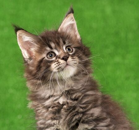 Portrait of Maine Coon kitten over green grass backgroundの写真素材
