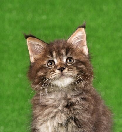 Portrait of Maine Coon kitten over green grass backgroundの写真素材