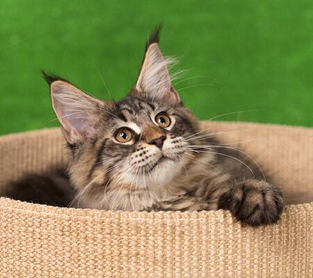 Maine Coon kitten on the scratching-stone over green grass backgroundの写真素材