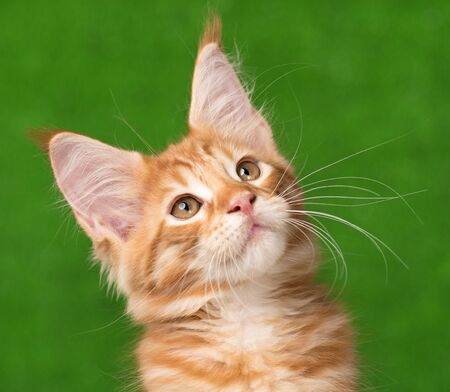 Portrait of Maine Coon kitten over green grass backgroundの写真素材