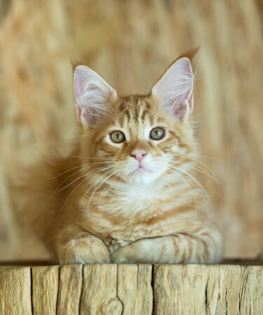 Cute Maine Coon kitten on the stump in the open-air cageの写真素材