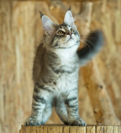 Cute Maine Coon kitten on the stump in the open-air cageの写真素材