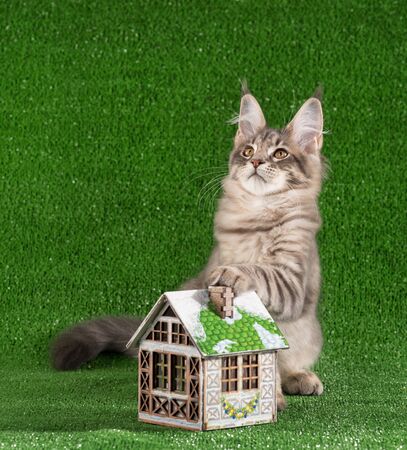 Playful Maine Coon kitten with toy house over green grass backgroundの写真素材